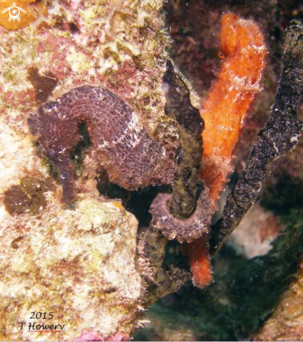 A Sea Horse