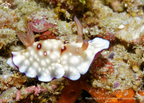 A Chromodoris hituanensis | Nudibranche