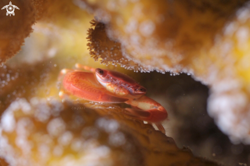 A Coral Crab