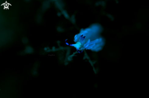 A Flabellina Exoptata