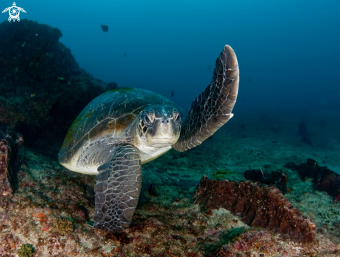 A Green turtle