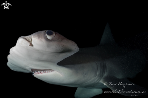 A Sphyrna mokarran | Great Hammerhead Shark