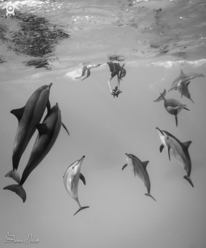 A Spinner Dolphins