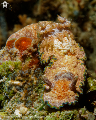 A Glossodoris cincta | Prachtsternschnecke