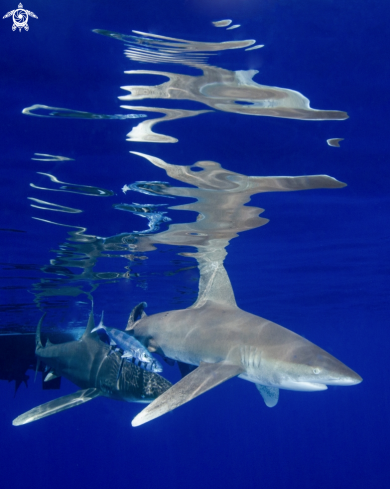 A Carcharhinus longimanus | Oceanic White Tip Shark