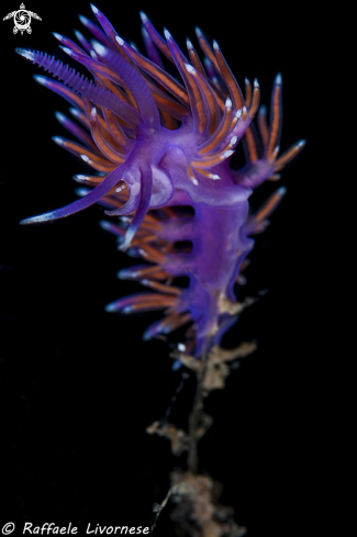 A Flabellina affinis