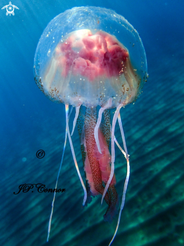 A Pelagia noctiluca | méduse pélagique