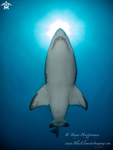 A Sand Tiger Shark