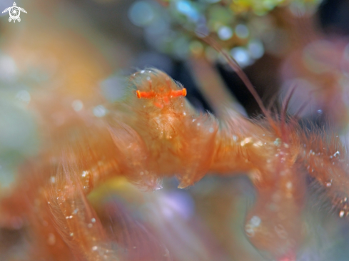 A oranggutan crab