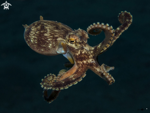 A Coconut Octopus