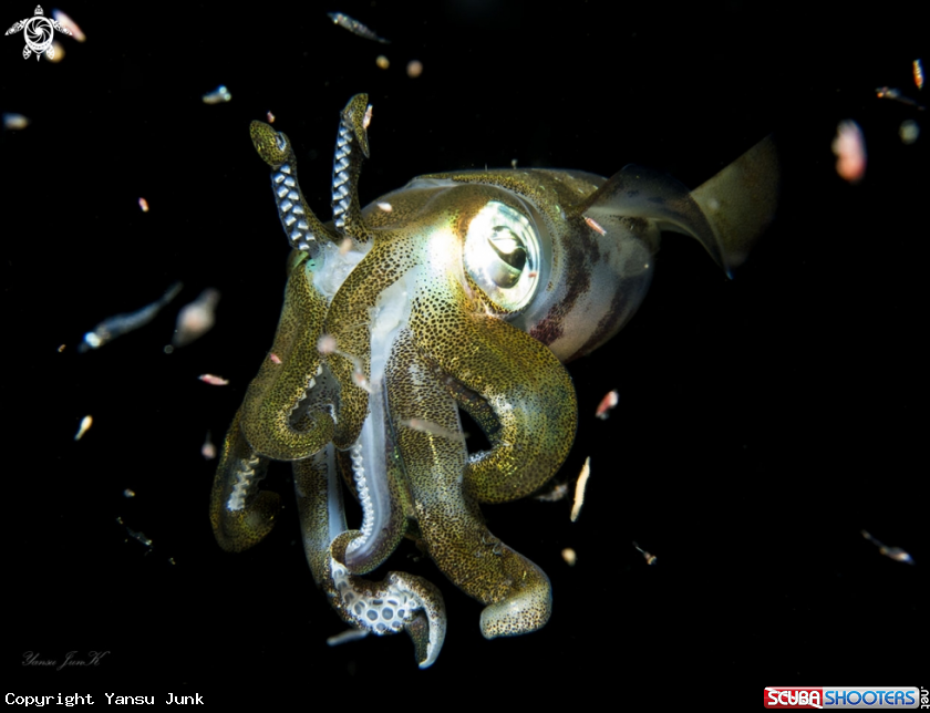 A Bigfin Reef squid