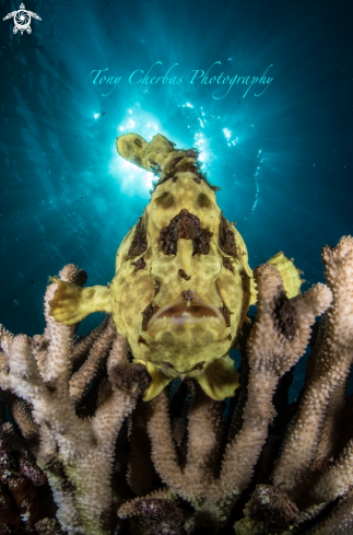 Frogfish 