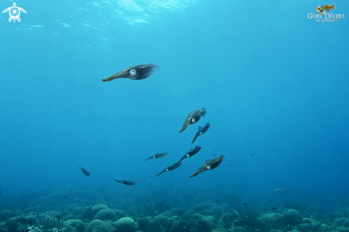 A Caribbean reef squid