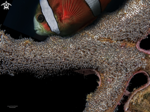 A uova di pesce balestra e pesce pagliaccio , trigger fish egg's & clownfish guardian , Melichthys vidua ,  Amphiprion percula 
