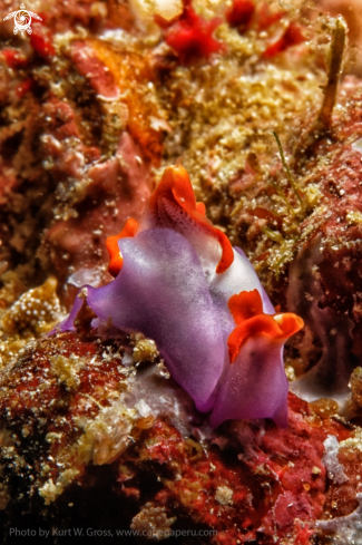 A Sagaminopteron ornatum | Flying Nudi
