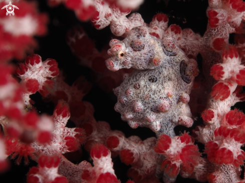 A pygmy seahorse