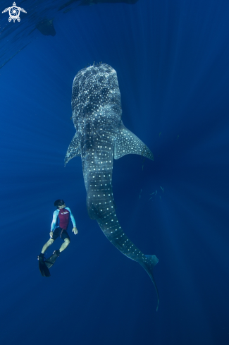 A whale shark