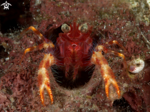A Olivar's Squat Lobster