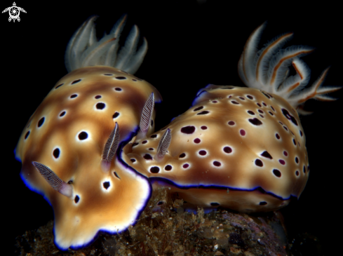 A Leopard Chromodoris