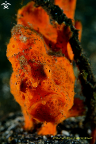 A Frogfish