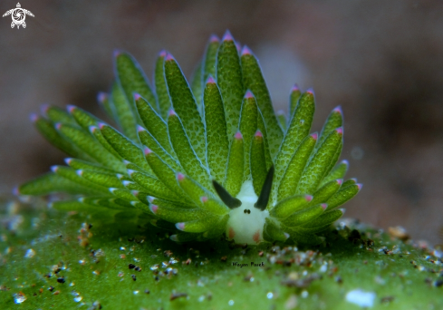 A cotasiella sp