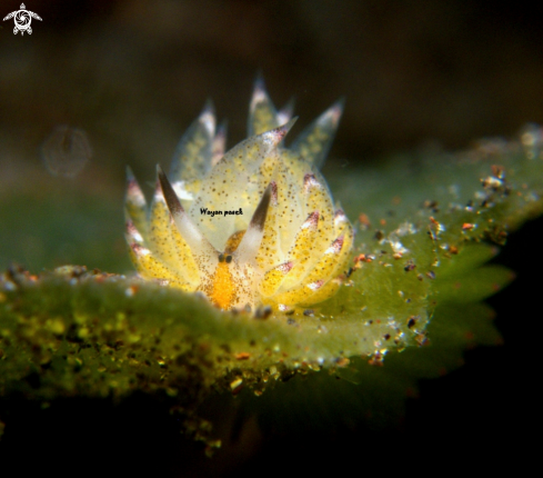 A Cotasiella Kuroshimae