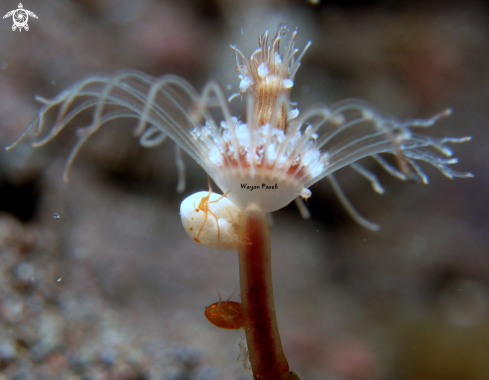 A amphipod