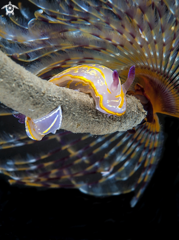 A cronodoris su spirografo | gianni colucci 