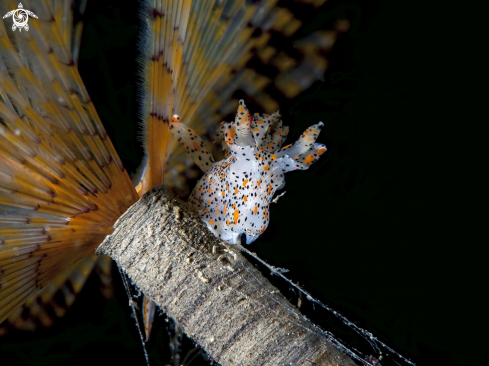 A thecacera pennigera sopra spirografo | gianni colucci 