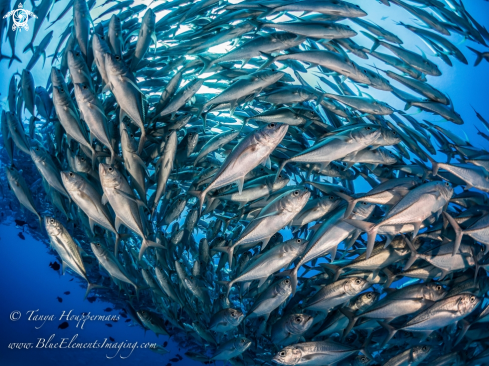 A Caranx sexfasciatus | Bigeye Trevally