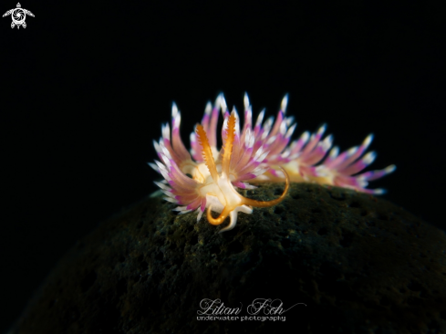 A Flabellina