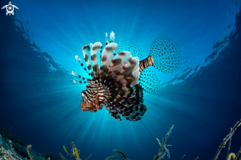 A Lion Fish