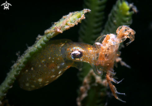 A Pigmy squid