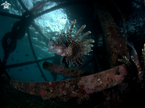 A Pterois volitans | Lion Fish