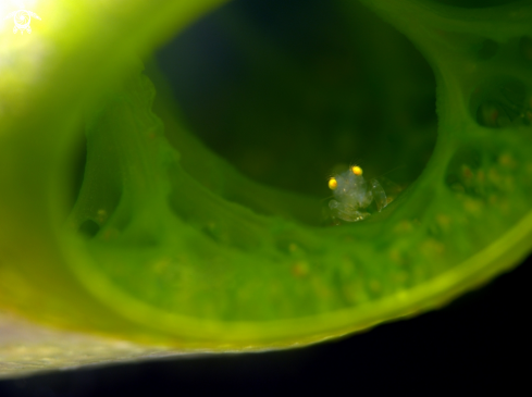 A Tunicate snapping shrimp