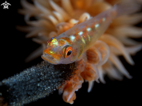 A Wire coral goby