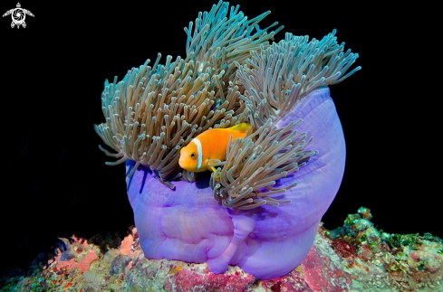 A Nemo