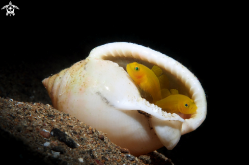 A (Lubricogobius exiguus) | Yellow pygmy goby