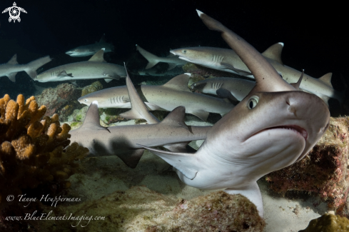 A Whitetip Reef Shark