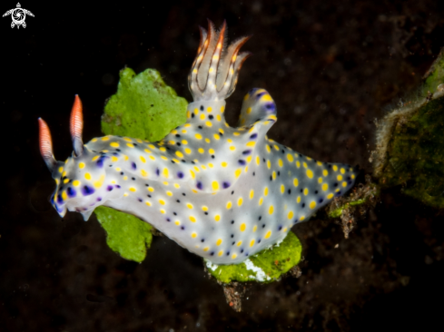 A Hypselodoris