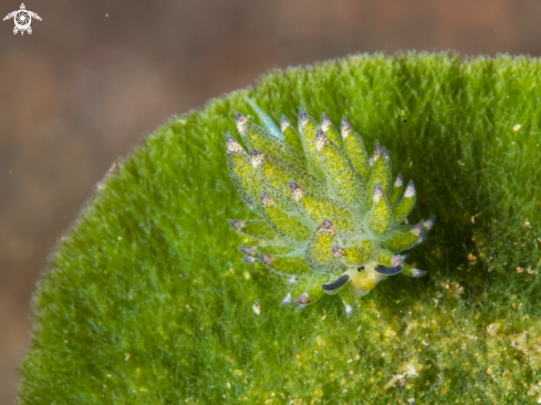 A Costasiella