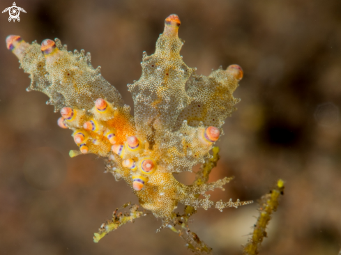 A Eubranchus