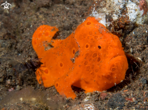 A Frogfish