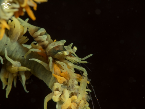 A Zanzibar Whip Coral Shrimp