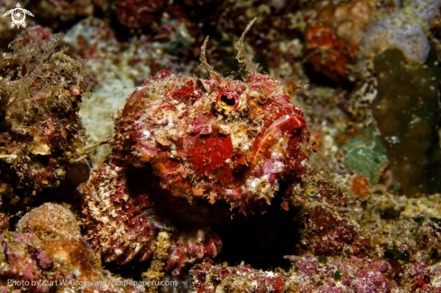 A Erosa erosa | Stone Fish