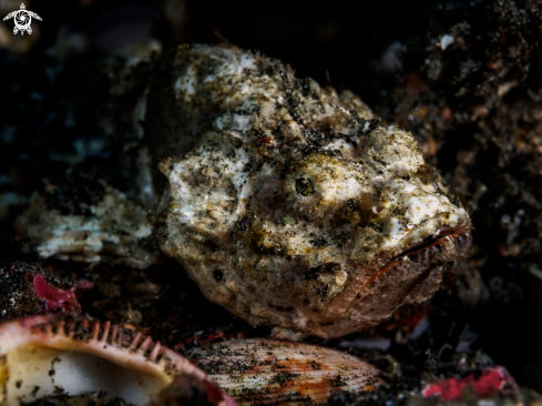 A Scorpaenopsis diabolus | Devil Scorpionfish