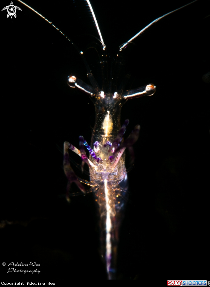 A Pederson cleaner shrimp