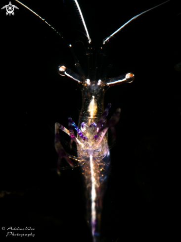 A Ancylomenes pedersoni | Pederson cleaner shrimp