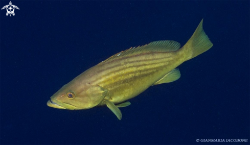 A Epinephelus Alexandrinus | Alessandrina