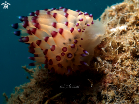 A nembrotha nudibranch